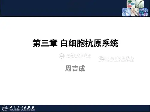 白细胞抗原系统