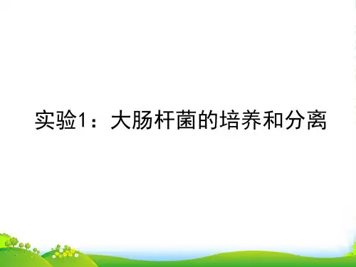 高中生物 第一部分《实验一 大肠杆菌的培养和分离》课件11 浙科选修1