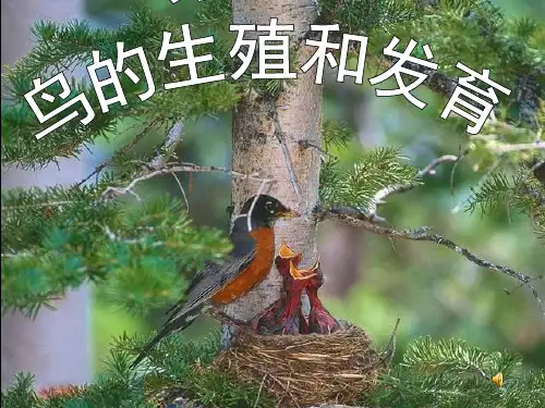 4(正式)第四节 鸟的生殖和发育