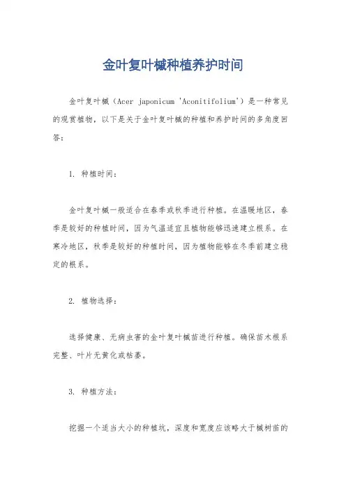 金叶复叶槭种植养护时间