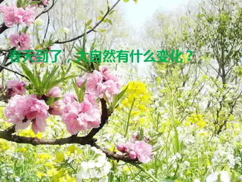 四年级科学-油菜花开了PPT课件