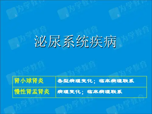 病理学-泌尿系统疾病PPT课件
