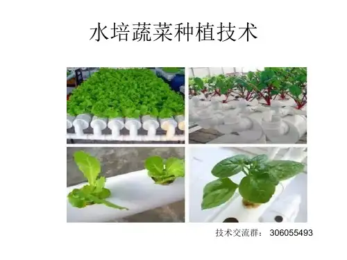 水培蔬菜种植技术资料汇总