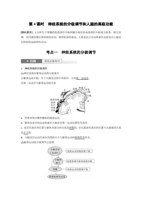 2024届高考一轮复习生物教案(新教材人教版鲁湘辽)：神经系统的分级调节和人脑的高级功能