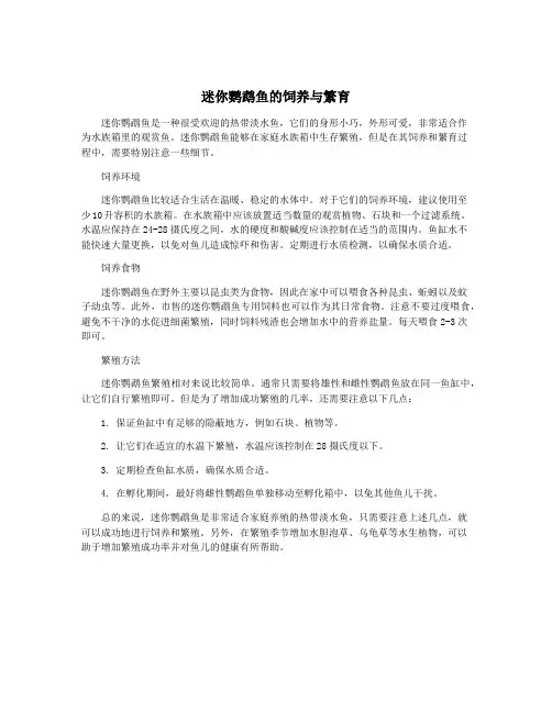 迷你鹦鹉鱼的饲养与繁育