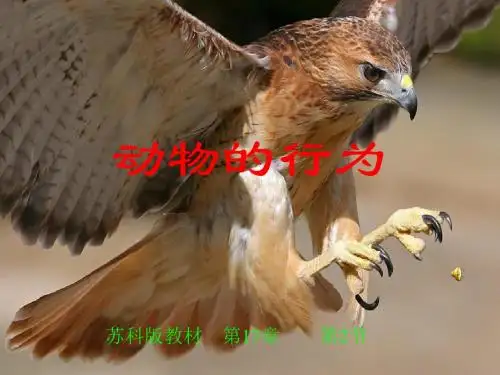 2019年苏科版初中生物八上第六单元172《动物的行为》课件(18张)共18张PPT语文
