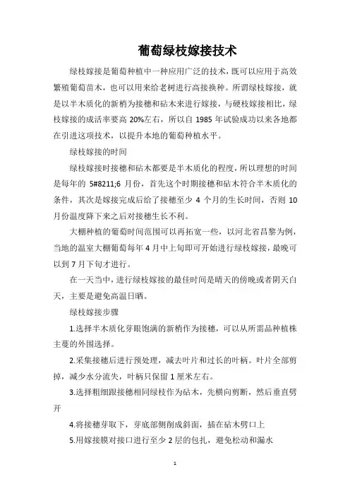 葡萄绿枝嫁接技术