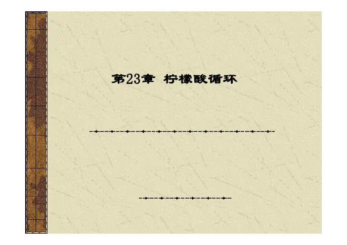 生物化学 第23章 柠檬酸循环