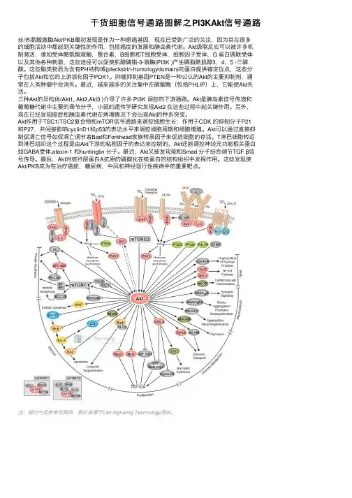 干货细胞信号通路图解之PI3KAkt信号通路