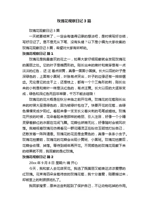 玫瑰花观察日记3篇