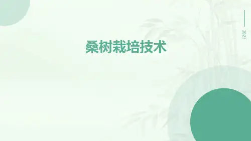 桑树栽培技术