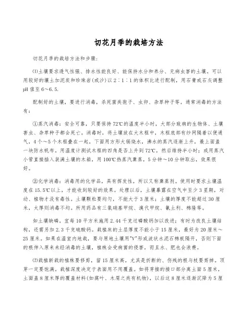 切花月季的栽培方法