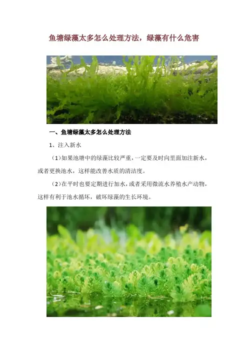 鱼塘绿藻太多怎么处理方法,绿藻有什么危害