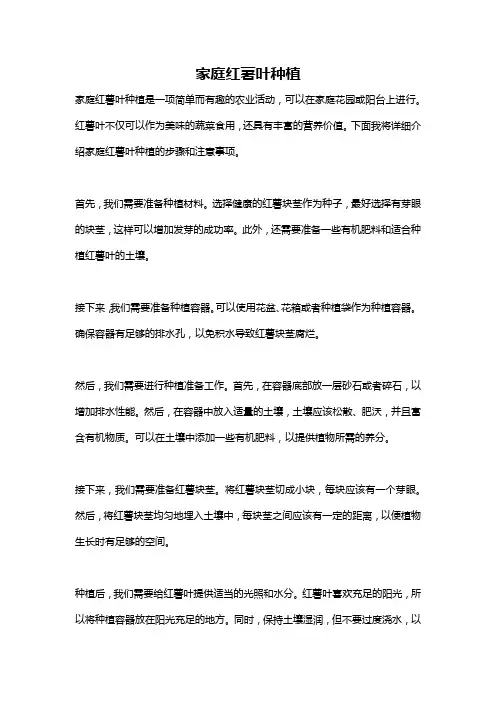 家庭红薯叶种植