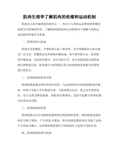肌肉生理学了解肌肉的收缩和运动机制