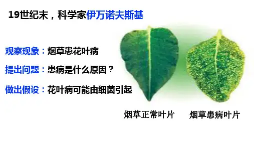 13.4 病毒