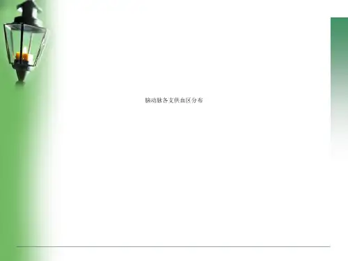脑动脉各支供血区分布