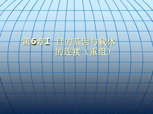 I目的基因与载体的连接