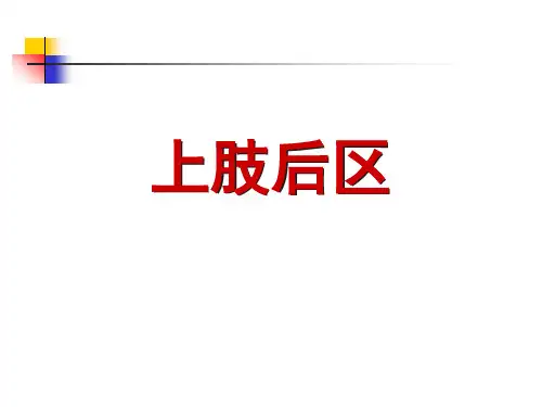 局部解剖学课件之上肢后区