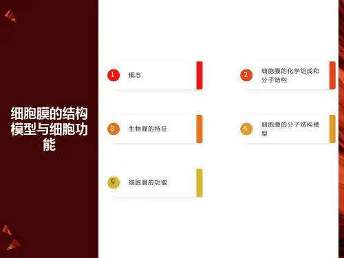细胞膜的结构模型与细胞功能