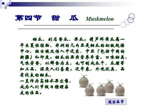 04第四节 甜瓜PPT课件