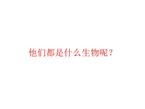 人教版初中生物课标版八年级上册第五单元第一章第七节 哺乳动物(共19张PPT)