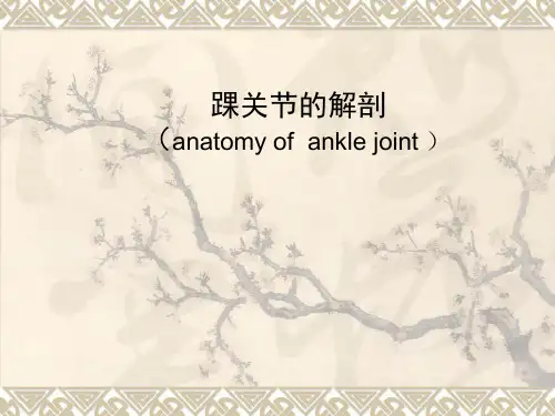 踝关节影像解剖-PPT