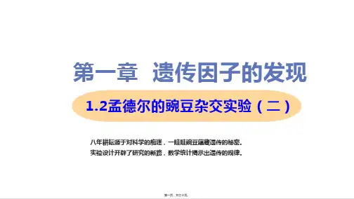 新教材人教版高中生物必修二 1.2孟德尔的豌豆杂交实验(二) 教学课件