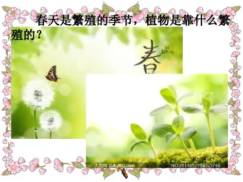教科版科学《动物的卵》课件下载1