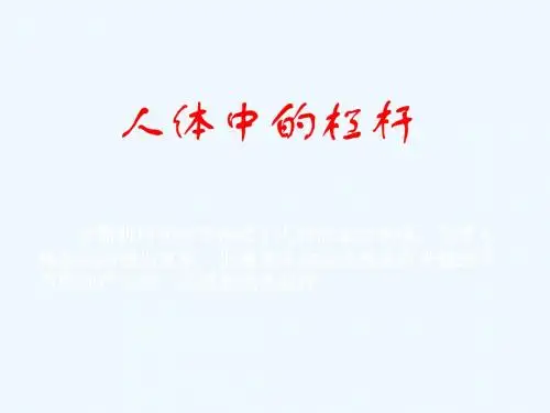 人体中的杠杆