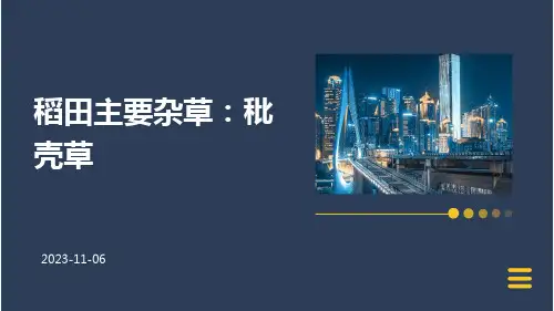 稻田主要杂草：秕壳草
