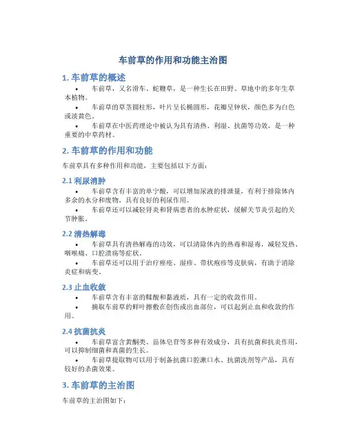 车前草的作用和功能主治图