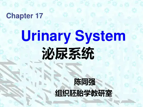 组织学与胚胎学   双语教学Chapter 17 Urinary System