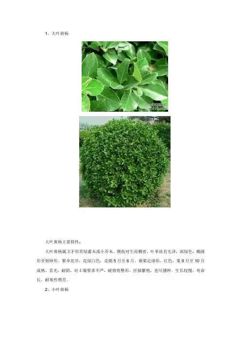 常见十大绿篱植物