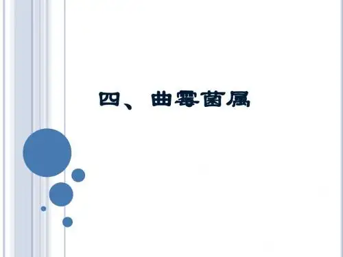 微生物曲霉菌属