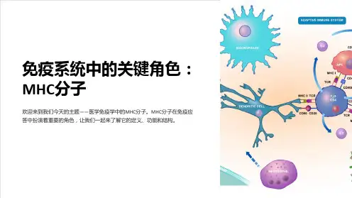 (医学免疫学)MHC分子