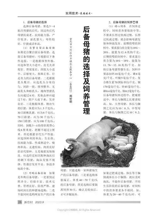 后备母猪的选择及饲养管理