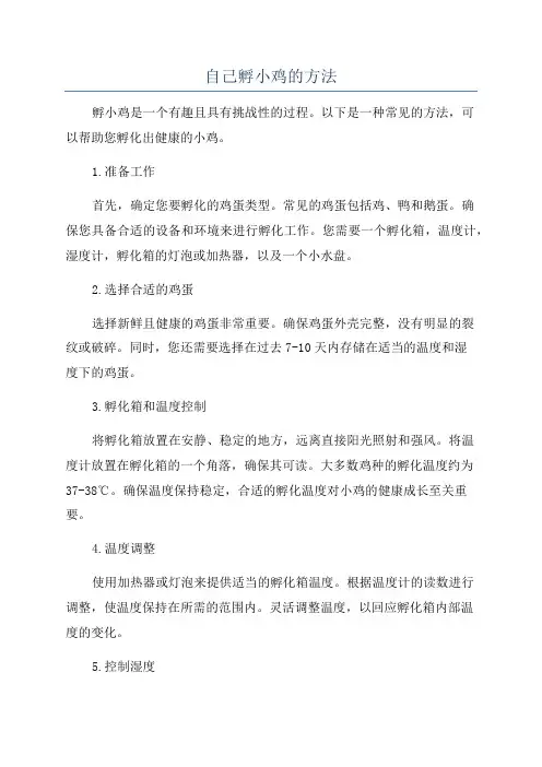 自己孵小鸡的方法