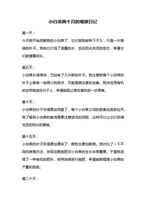 小白菜两个月的观察日记