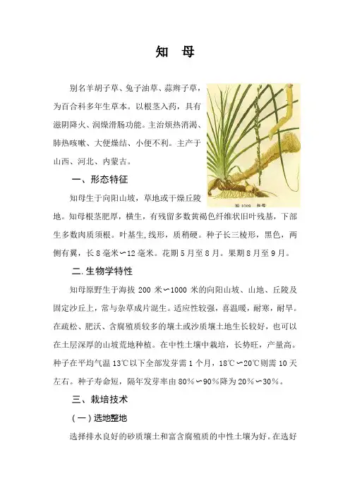 知母栽培技术