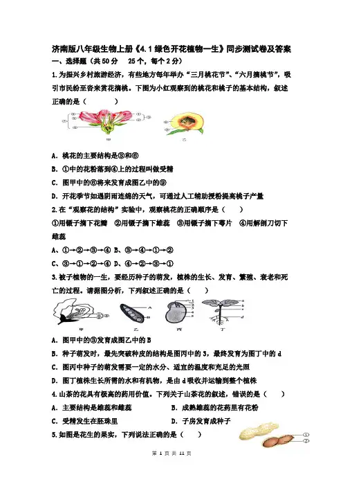 济南版八年级生物上册《4.1绿色开花植物一生》同步测试卷及答案