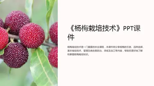《杨梅栽培技术》课件