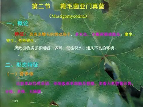 第二章病原真菌第二节鞭毛菌亚门真菌ppt课件