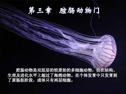 腔肠动物3