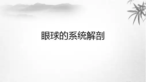 眼球的系统解剖