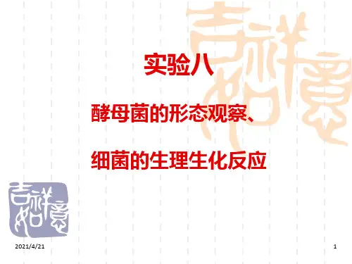 实验酵母菌的形态观察、细菌的生理生化反应