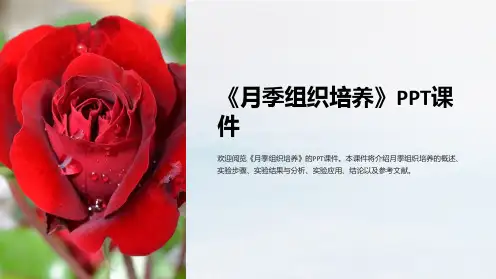 《月季组织培养》课件