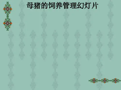 母猪的饲养管理幻灯片ppt课件