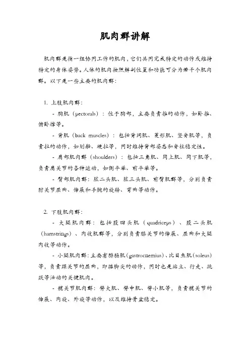肌肉群讲解