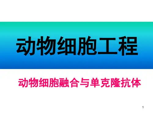 高二生物动物细胞融合与单克隆抗体1PPT课件